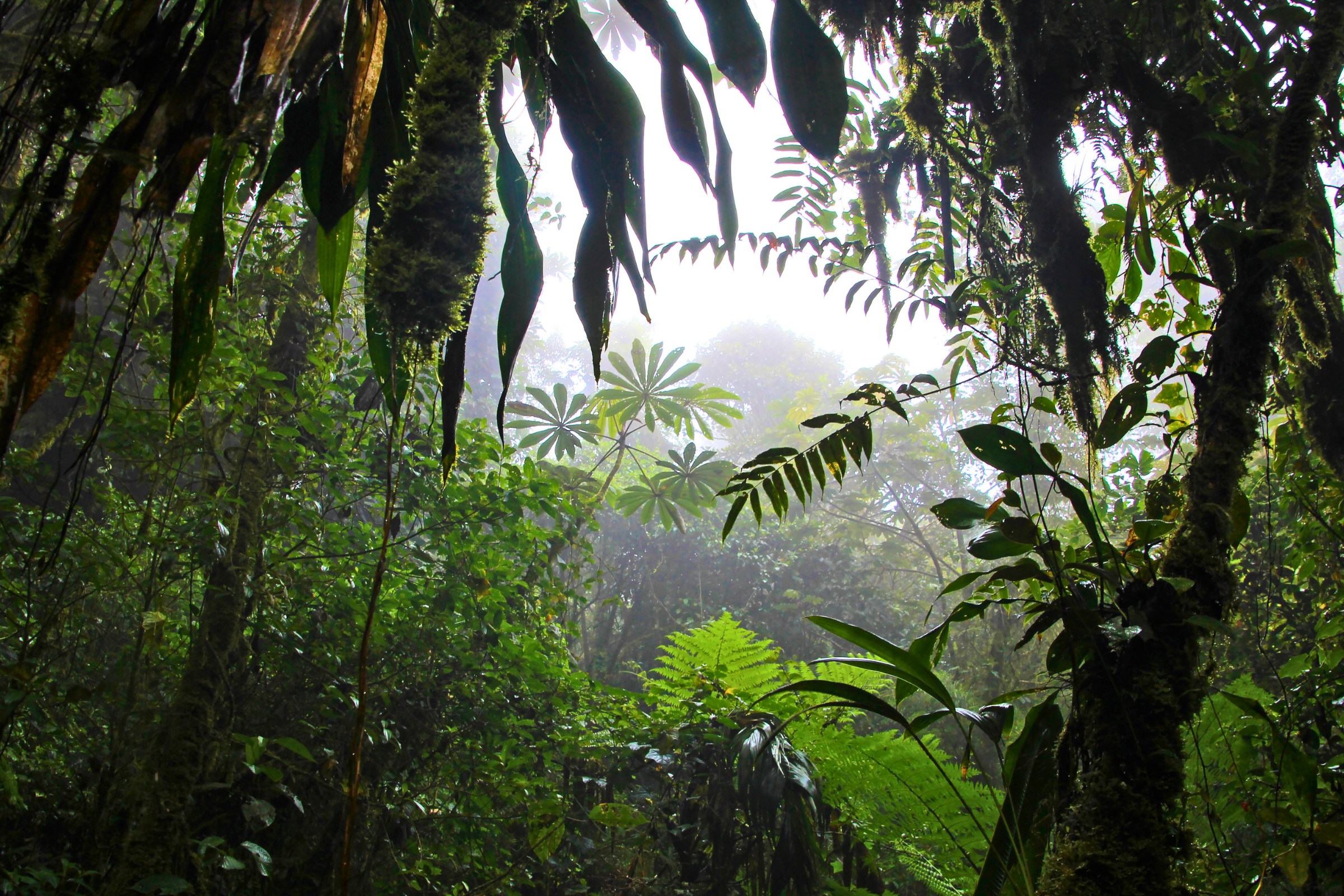 monteverde (2).webp